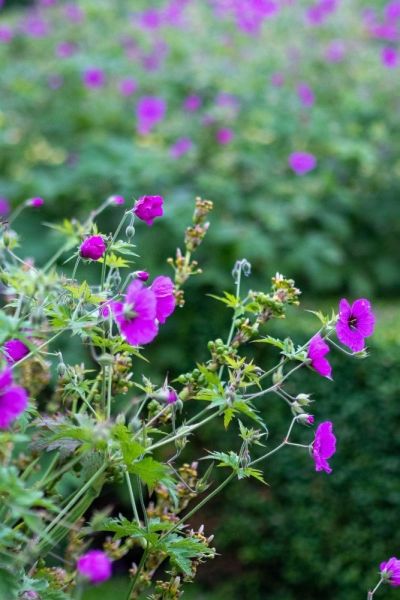 Geranium psilostemon