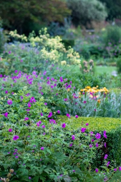 Geranium psilostenum