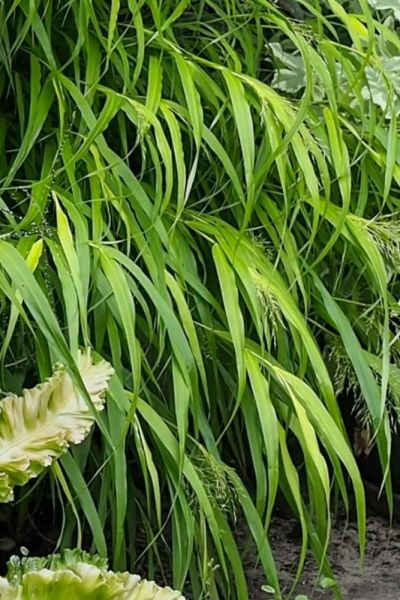 Hakenlechloa macra