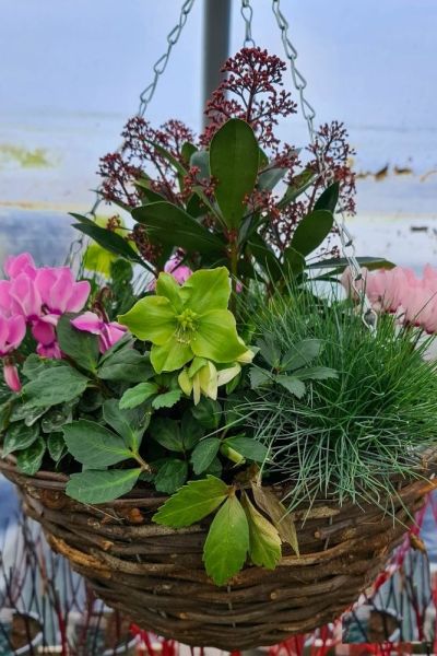 These plants would all work beautifully in any winter container garden #middlesizedgarden