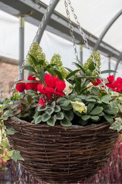 Skimmias in a hanging basket