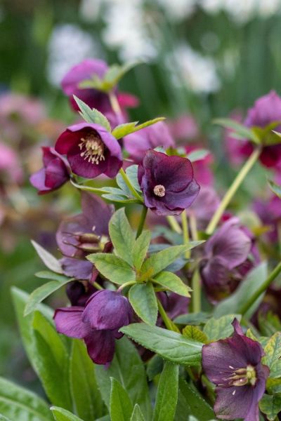 Hellebores for shady borders