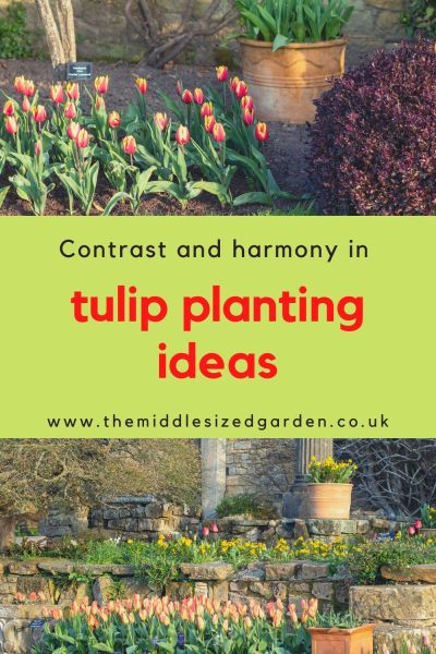 Plant tulips with blocks of wallflowers