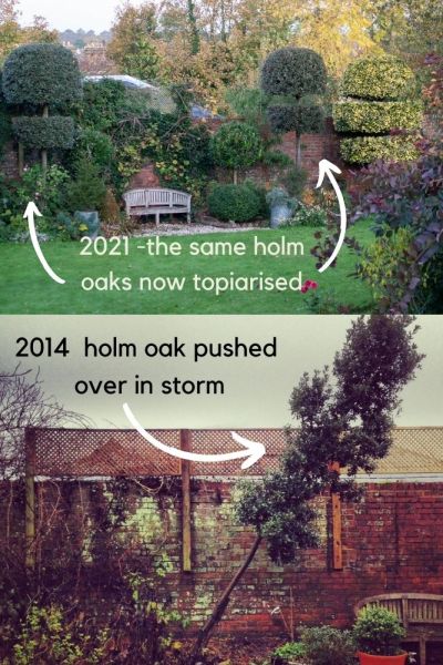 Holm oaks in 2014 and 2021