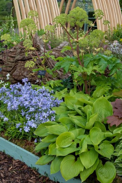 Hostas and phlox