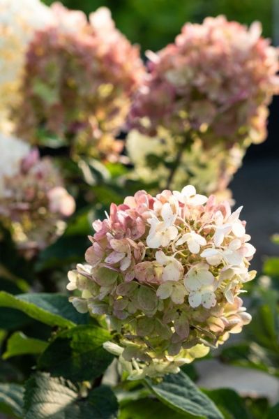 Hydrangea paniculata 'Fraise Melba'