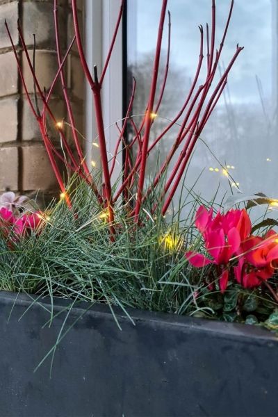 Window box with cornus, festuca glauca