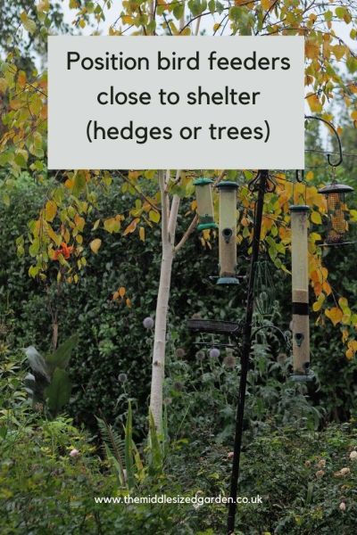 Hang bird feeders near shelter