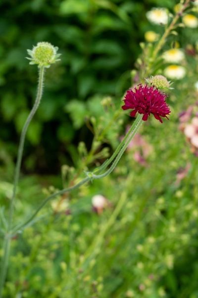 Knautia macedonica