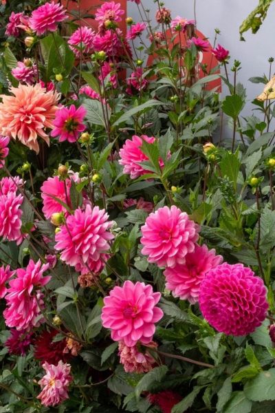 Pink dahlias grown at Canterbury Cathedral