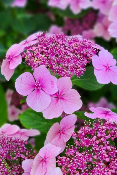 Pruning hydrangeas - mopheads and lacecaps