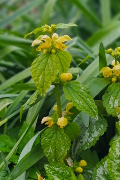 Yellow lamium