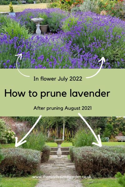 Before and after lavender pruning