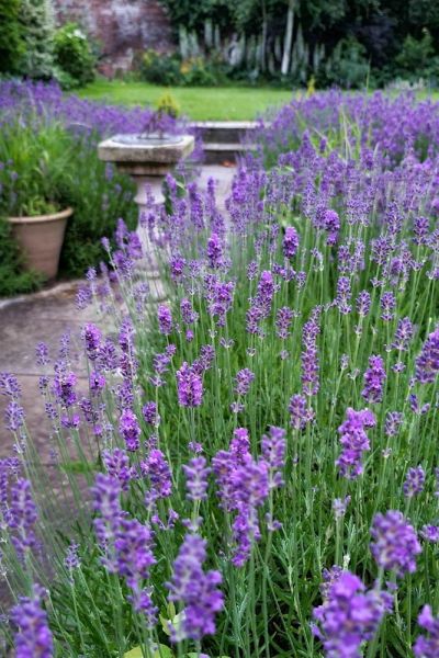 Cut your lavender back hard