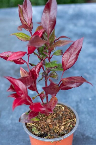 Leucothoe in pots