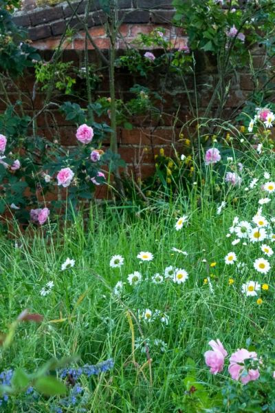 Mini meadow front lawn