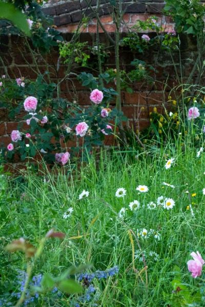 Mini meadow front lawn