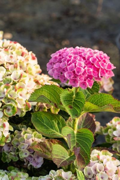 Hydrangea macrophylla flowers on old wood