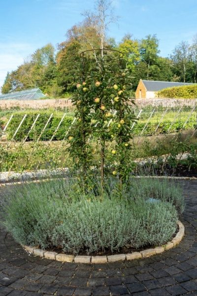 Espaliered fruit trees at the Newt