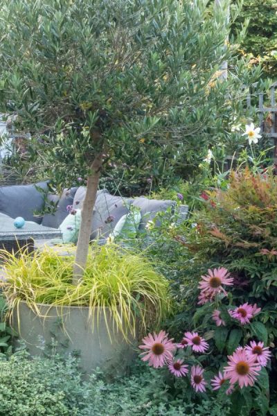 Evergreen pot with olive tree and grasses