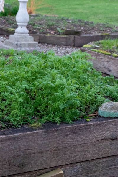 Green manures - a cheap and easy way of filling a gap