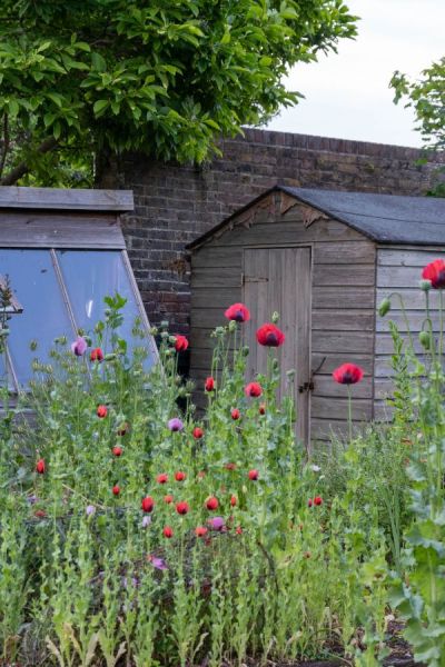 Weeds and wildflowers in the veg beds