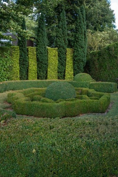 Contrasting conifer hedge