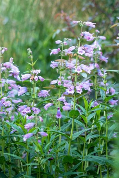 Penstemon 'Stapleford Gem'