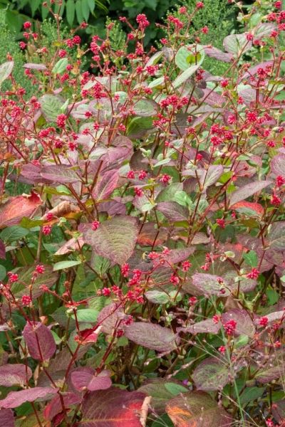 Persciaria 'Indian Summer'