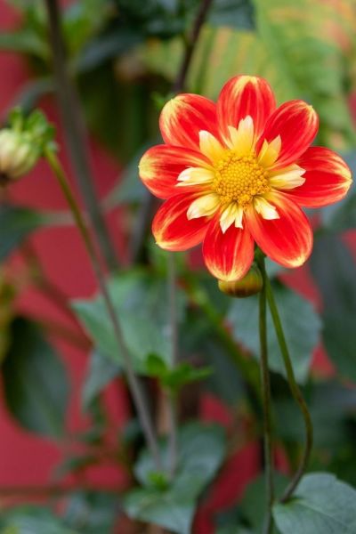 Dahlia 'Pooh Swan Island'