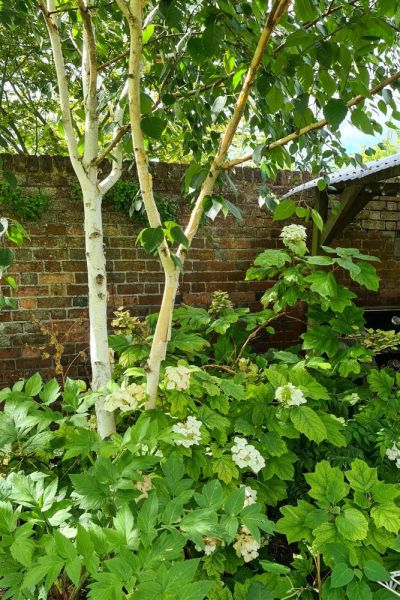 Oak leaf hydrangea in my garden.