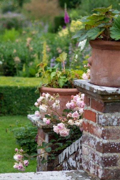 Rose 'Felicia' in the Sunk Garden