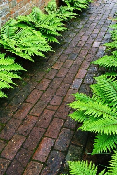 Ferns are good plants for dry shade