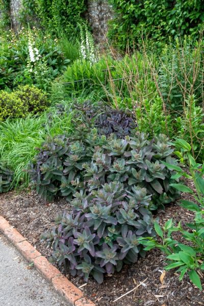 How to plant your garden borders