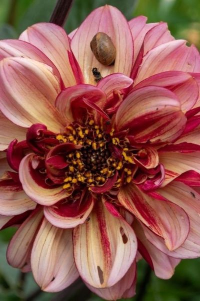 Dahlia with some slug damage