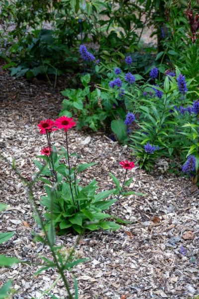 Mulch a sloping border to help retain water