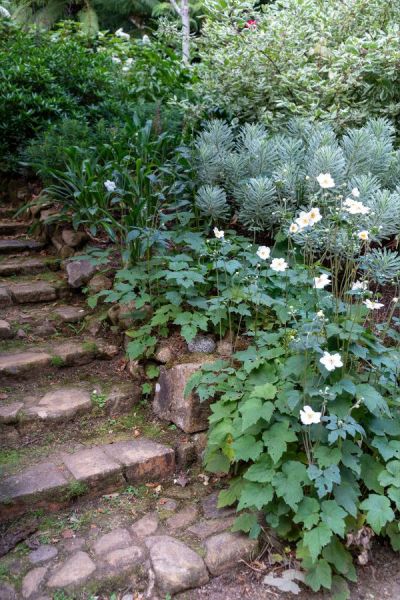 The shady end of the sloping border