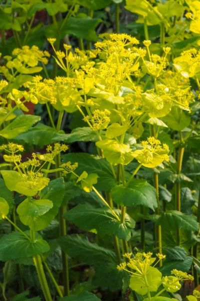 Easy self seeding smyrnium perfoliatum is one of my favourite plants for shade