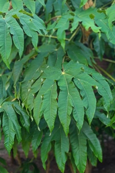 Tetrapanax 'Rex'