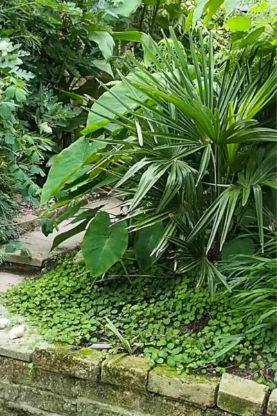 Trachycarpus and colocasia