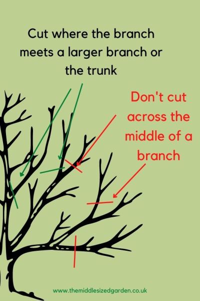 Where to cut when pruning a tree.