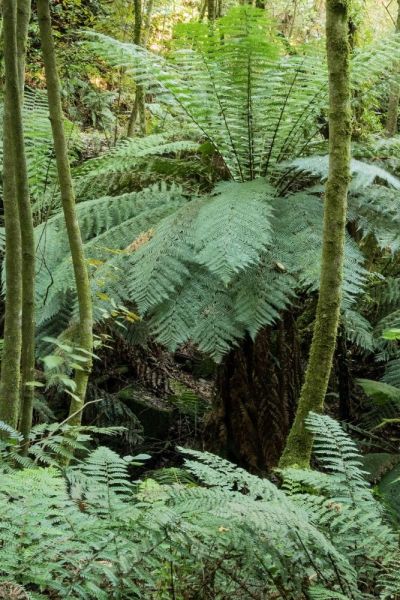 Tree ferns growing wild