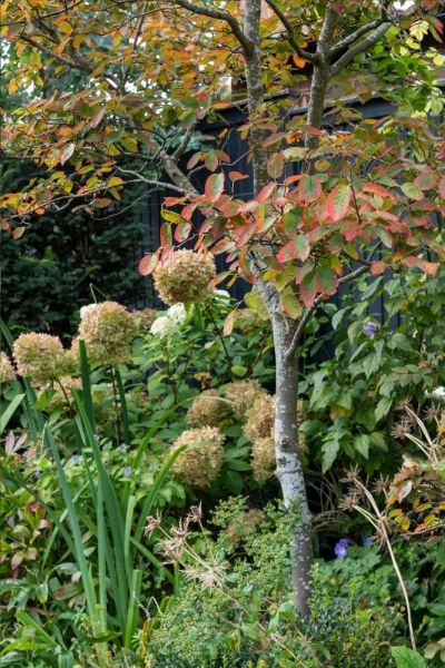 When you design a garden, start planning borders with trees and evergreen shrubs