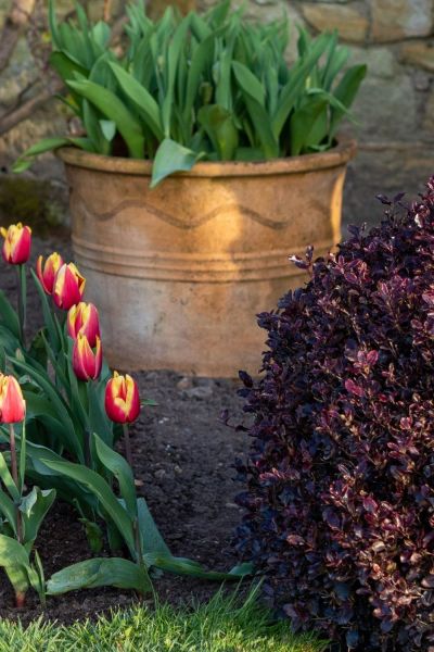 Pittosporum 'Tom Thumb' with tulip Abu Hassan