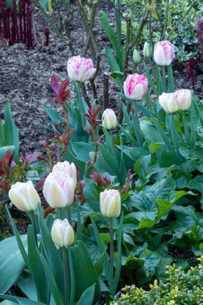 Pale pink tulips