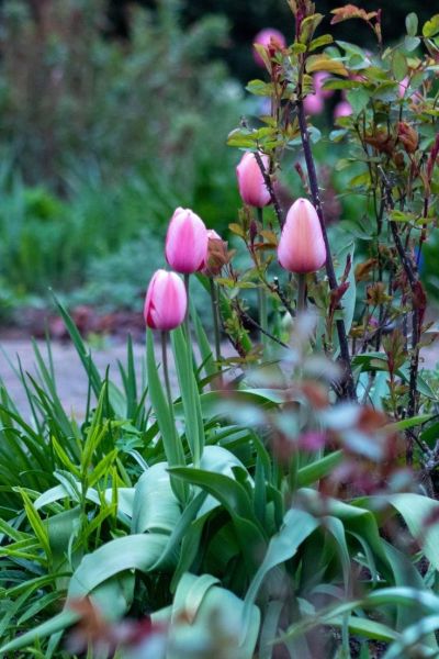 Cottage garden tulips