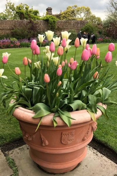 Tulips in a terracotta pot