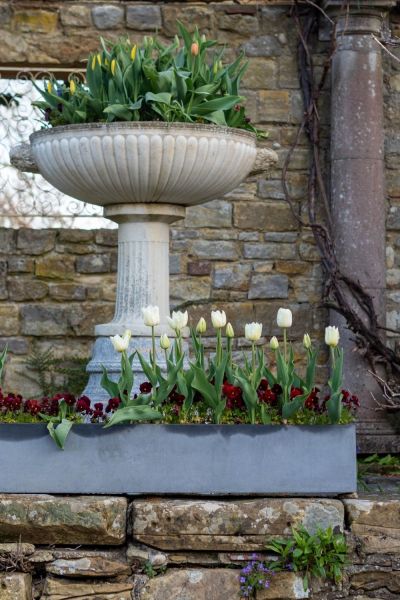 pots and troughs of tulips