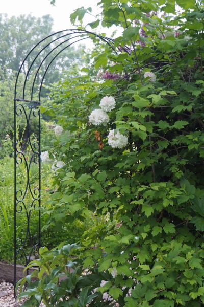 Viburnum opulus