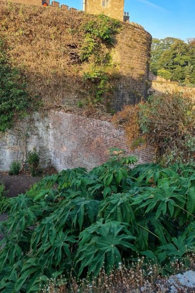 Jungle garden in Walmer Castle moat